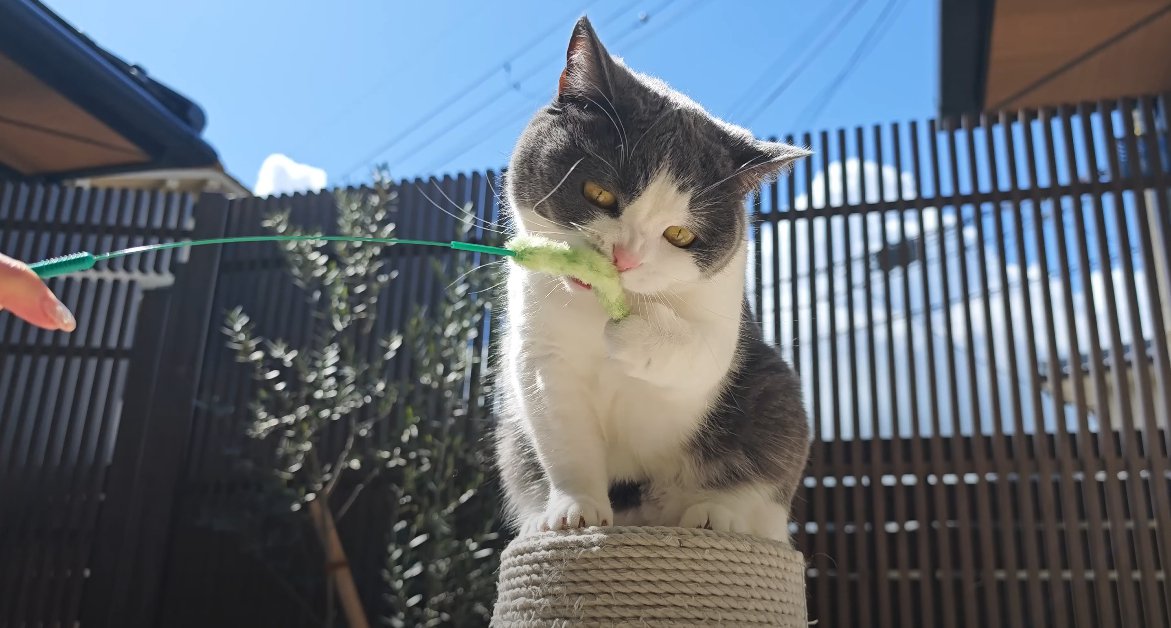 猫じゃらしで遊ぶ猫