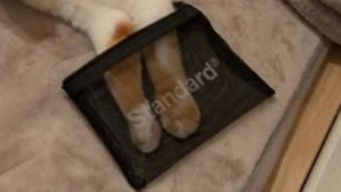 メッシュポーチに入った猫の手