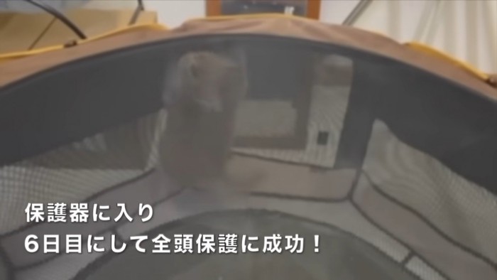 テロップ「保護器に入り～」