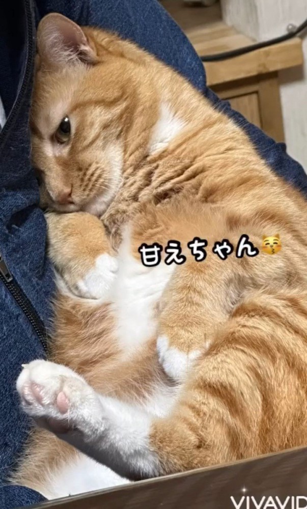 眠そうな猫