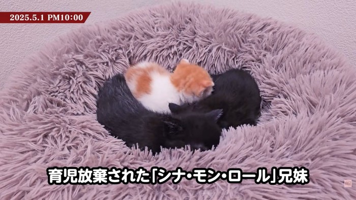 テロップ「育児放棄された~」