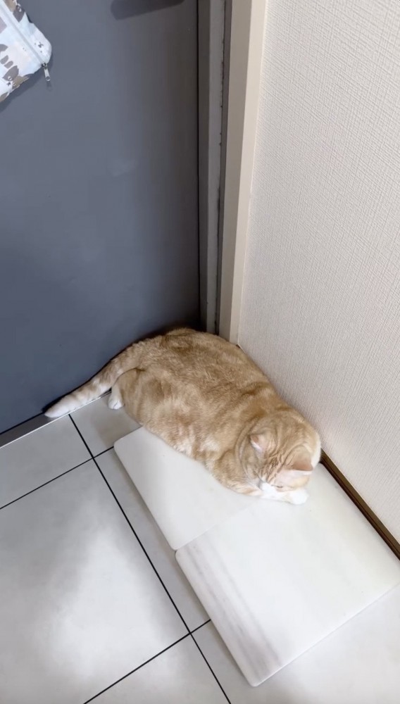 体半分だけ大理石には乗せない猫