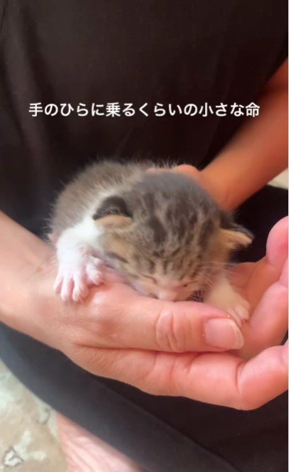 手のひらの上にいる猫