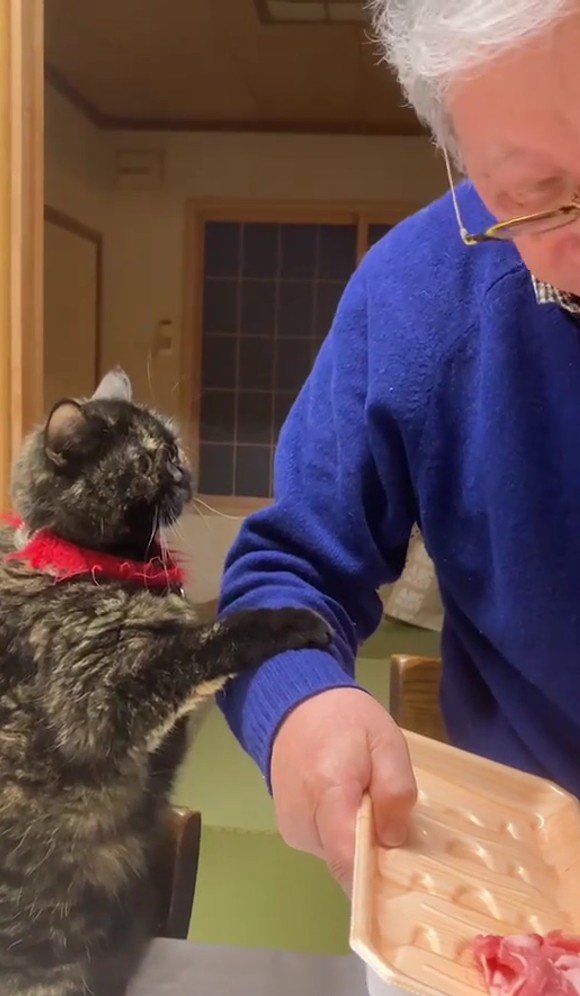 飼い主におねだりをする猫