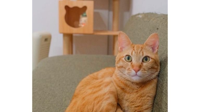 座っている猫