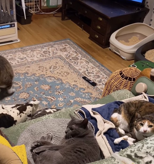 ソファの上にいる2匹の猫と画面左側に見切れている猫