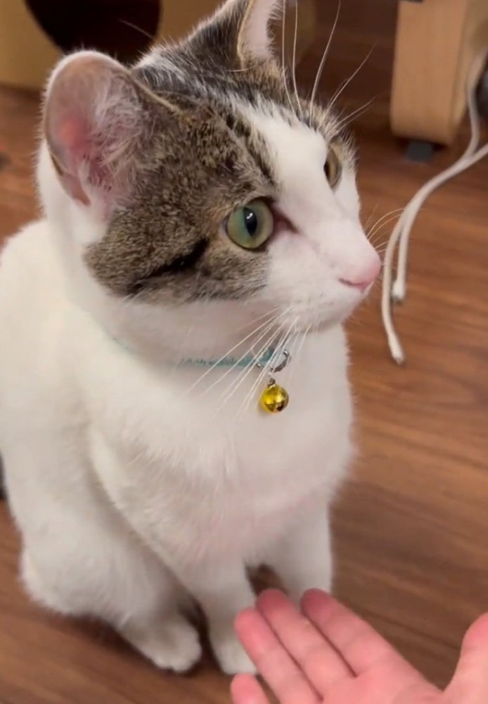 別の方向を見る猫