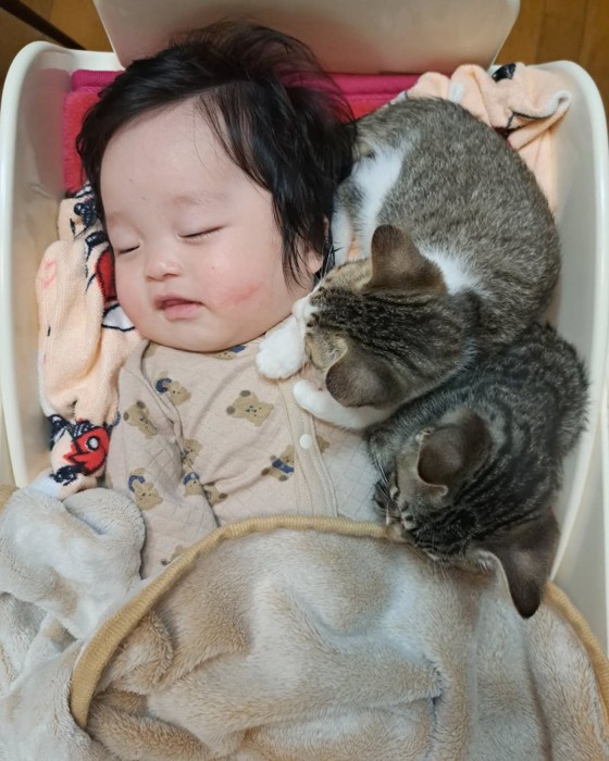 赤ちゃんの方に前足を乗せる子猫たち