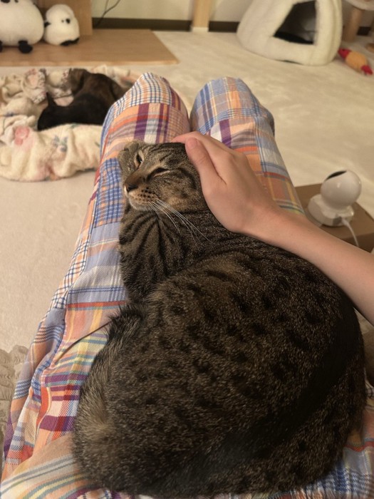 飼い主さんの膝の上でくつろぐキジトラ猫