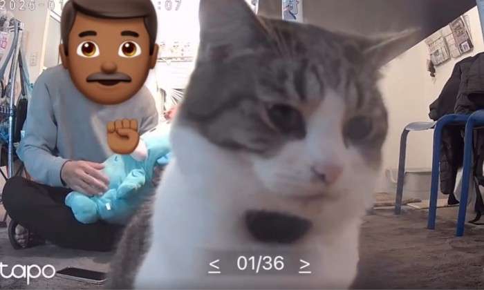 下を向く猫