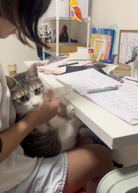 こちらを見る猫