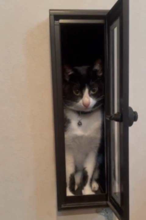 郵便ポストに入って上目遣いの猫