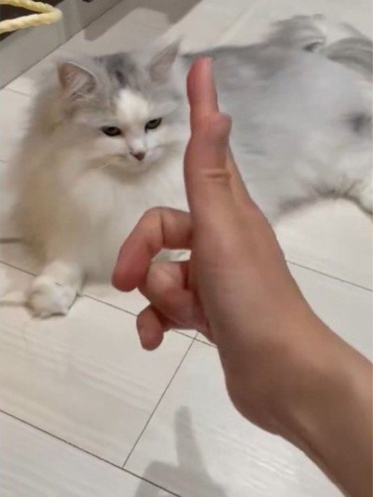 猫に指鉄砲を向けるシーン