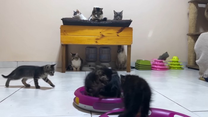 たくさんの子猫