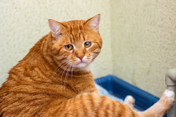困った顔でトイレに座る猫