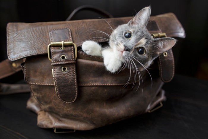 カバンのなかに入り込む猫