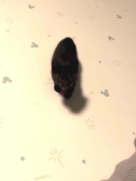 カメラを見ている子猫