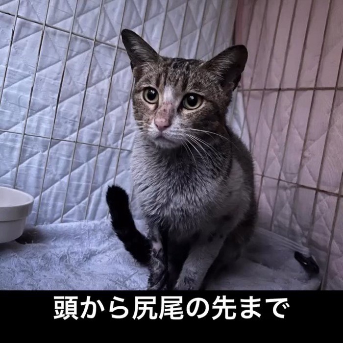 座る猫