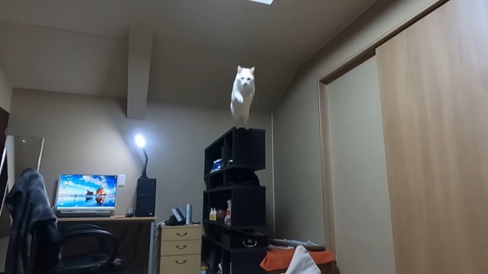 ジャンプする猫