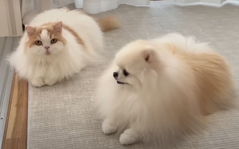 並んで座る犬と猫