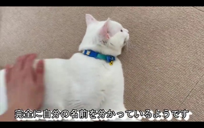 撫でられる猫