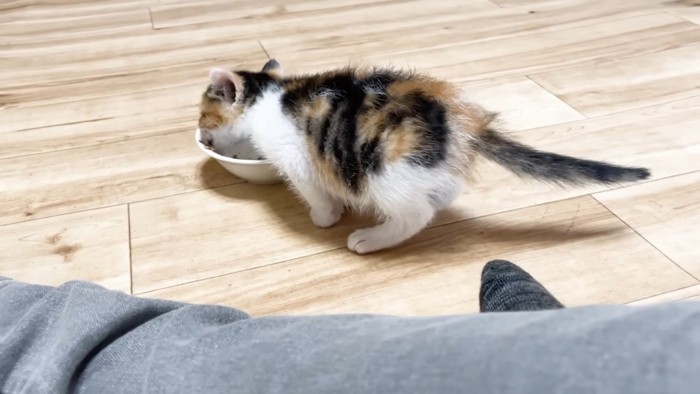 ごはんを食べる子猫