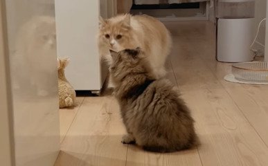 目くばせをする猫