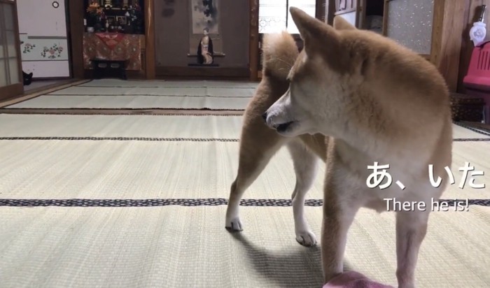 黒猫を見つけた柴犬