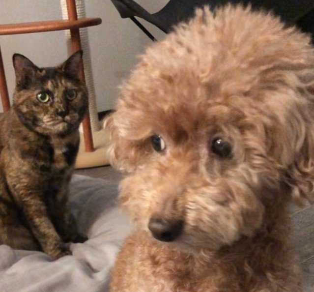 猫に見つめられて怯える犬