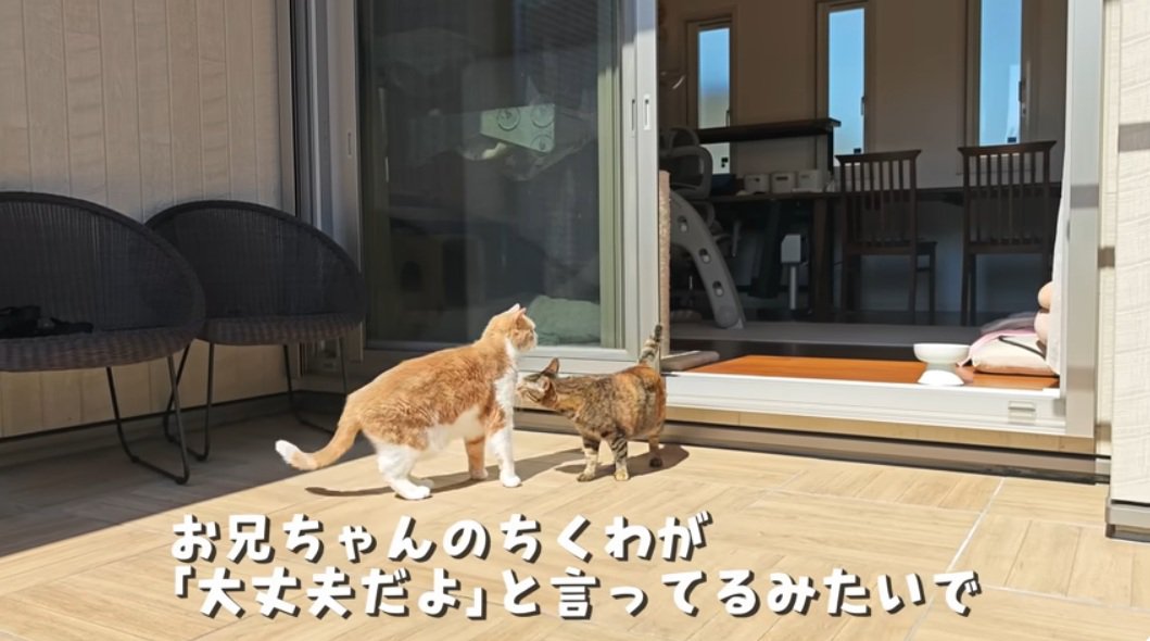 麦わら猫に挨拶する茶白猫