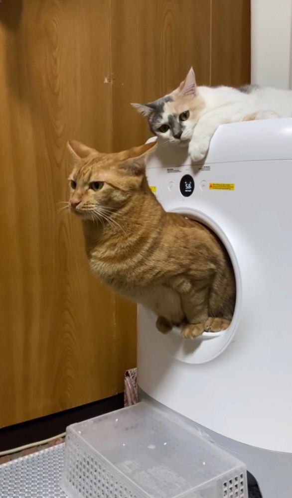 トイレする猫と嗅ぐ猫