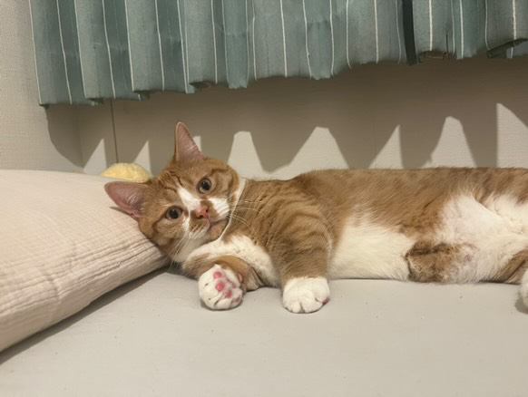 お尻を上げて座るマンチカン