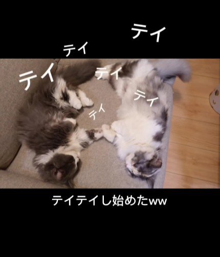 ソファに寝転がる2匹の猫