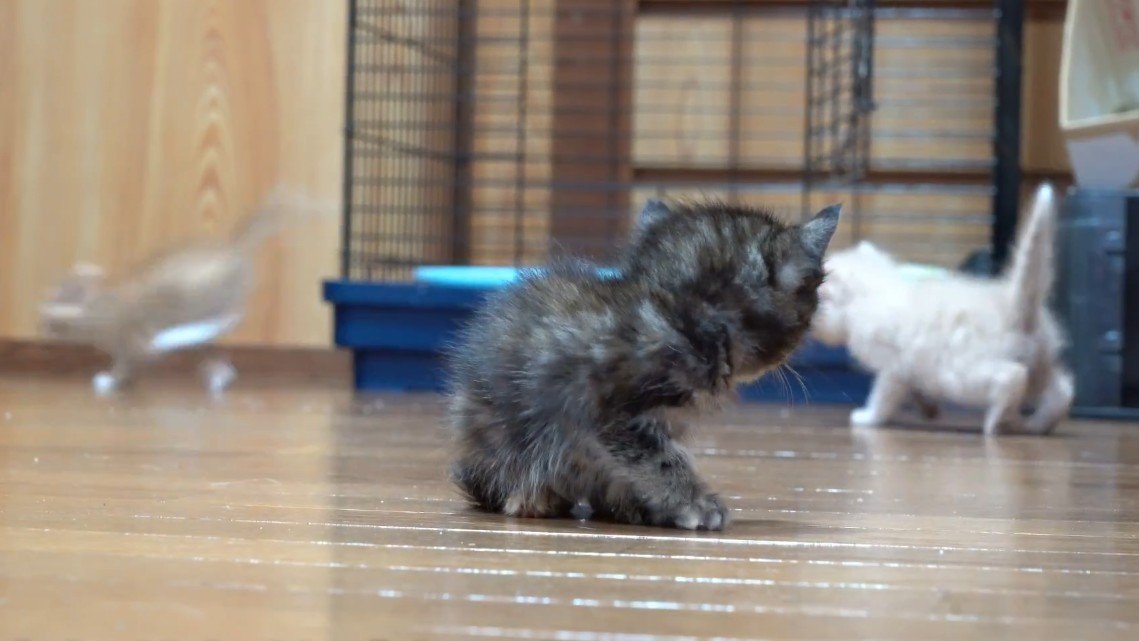 振り返るサビちゃん