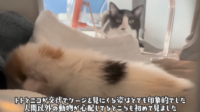 子猫を見つめる猫