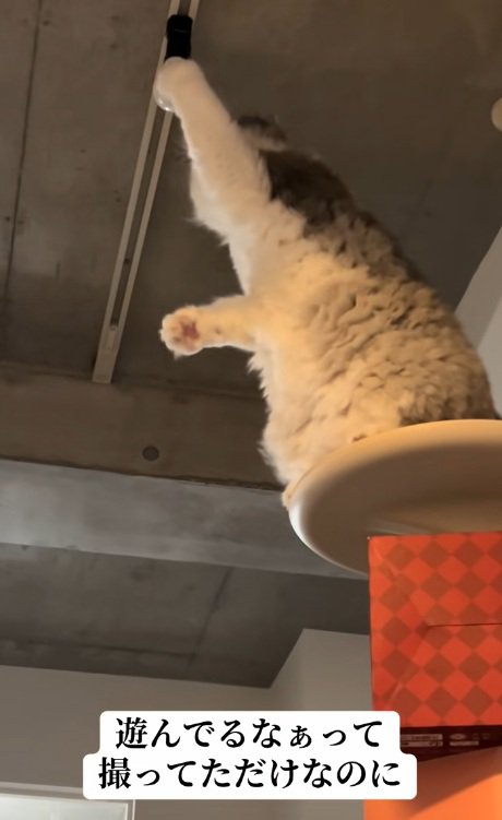 電球に片手でさわる猫