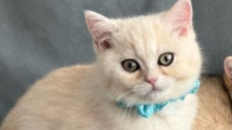 集まっている子猫