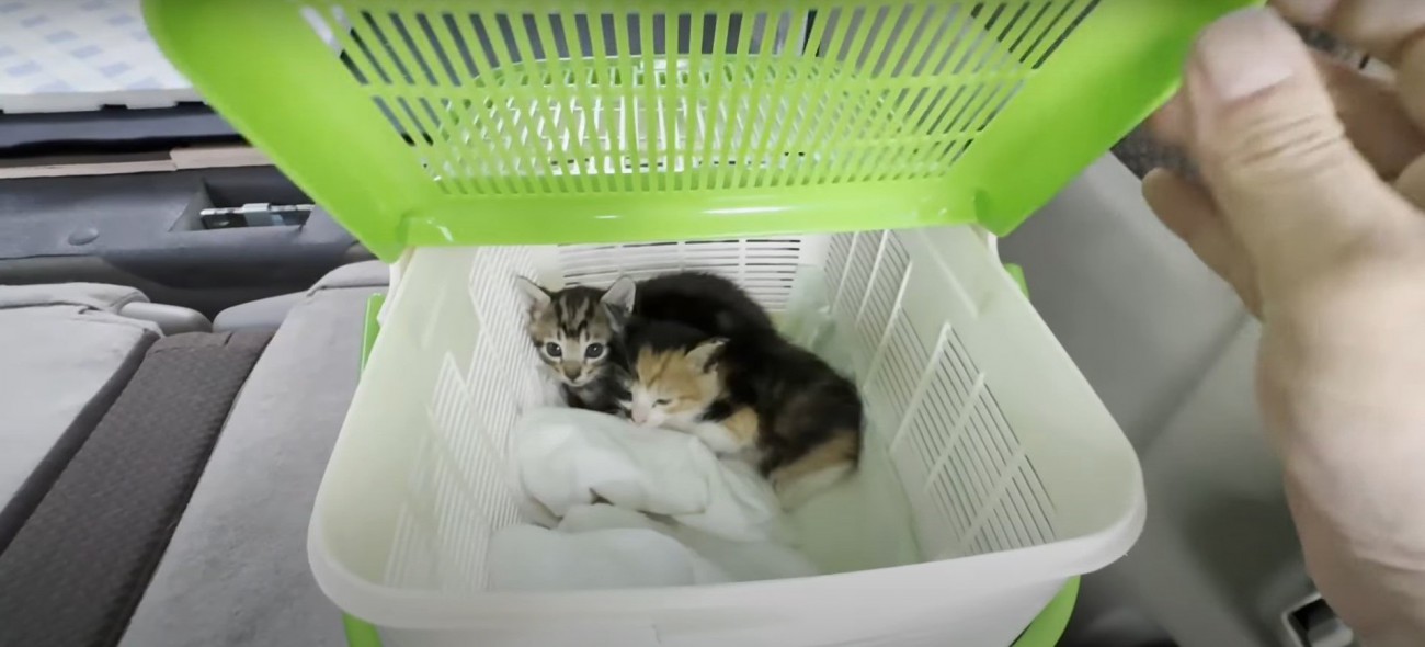 キャリーバッグの中の子猫