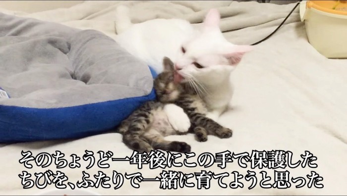 子猫を前足で抱きしめる白猫
