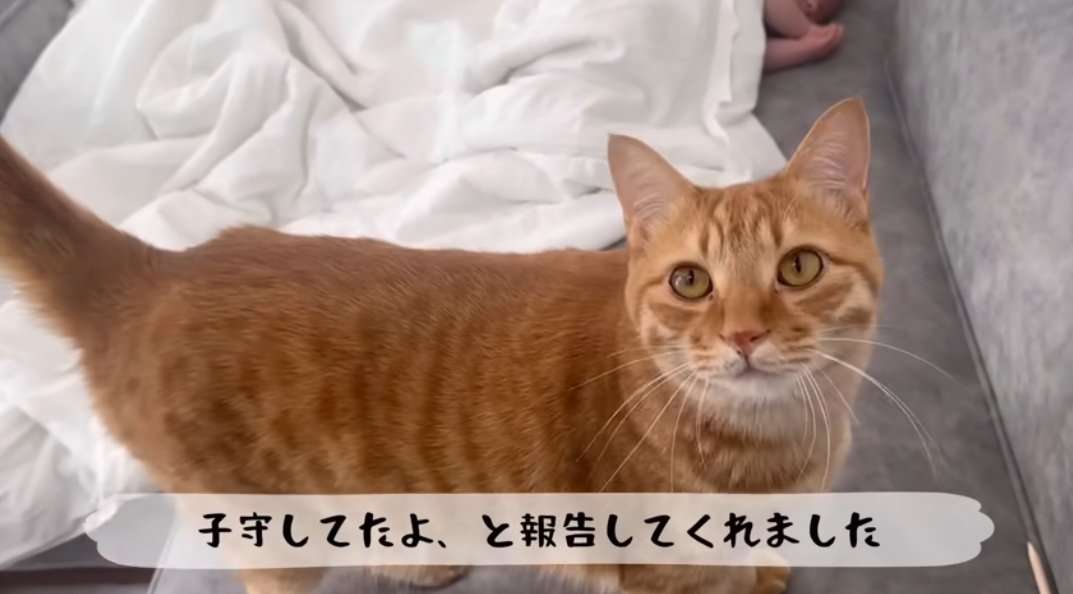 赤ちゃんを見守っていた猫