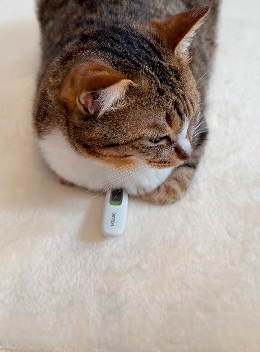 緑のランプがついた体温計の上に座る猫