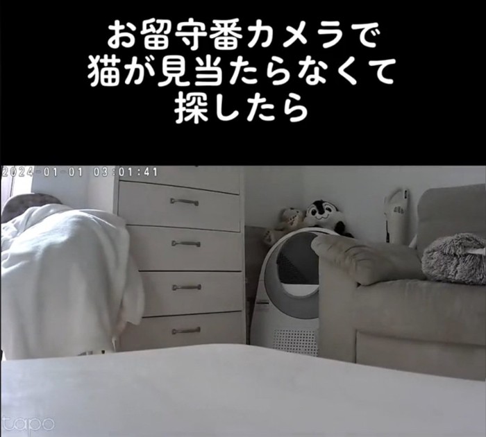 チップくんを探す飼い主さん