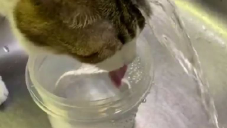 シンクで水を飲む猫