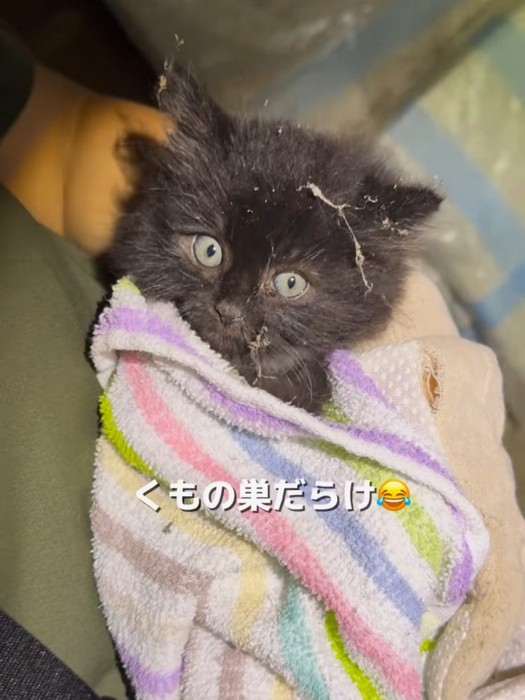 タオルで包まれる子猫