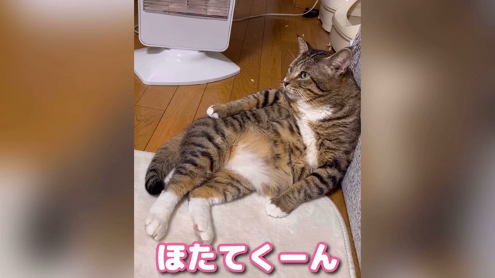 より掛かる猫