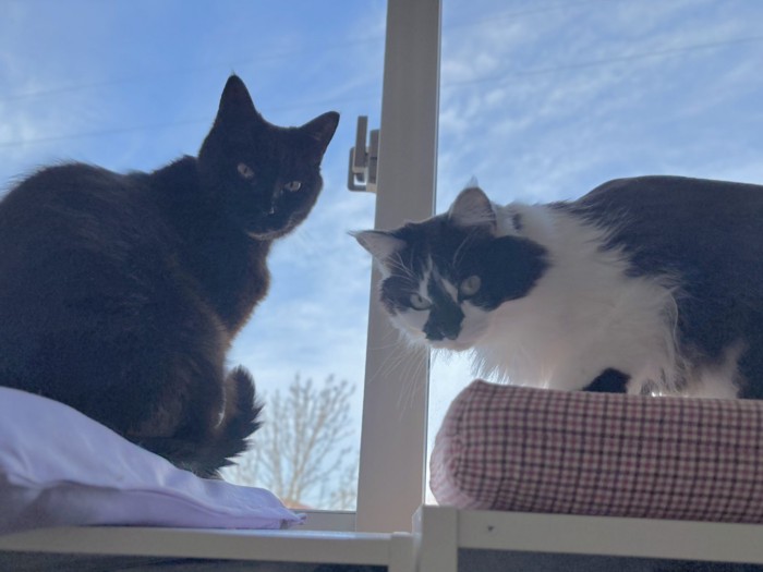 窓際にいる猫たち