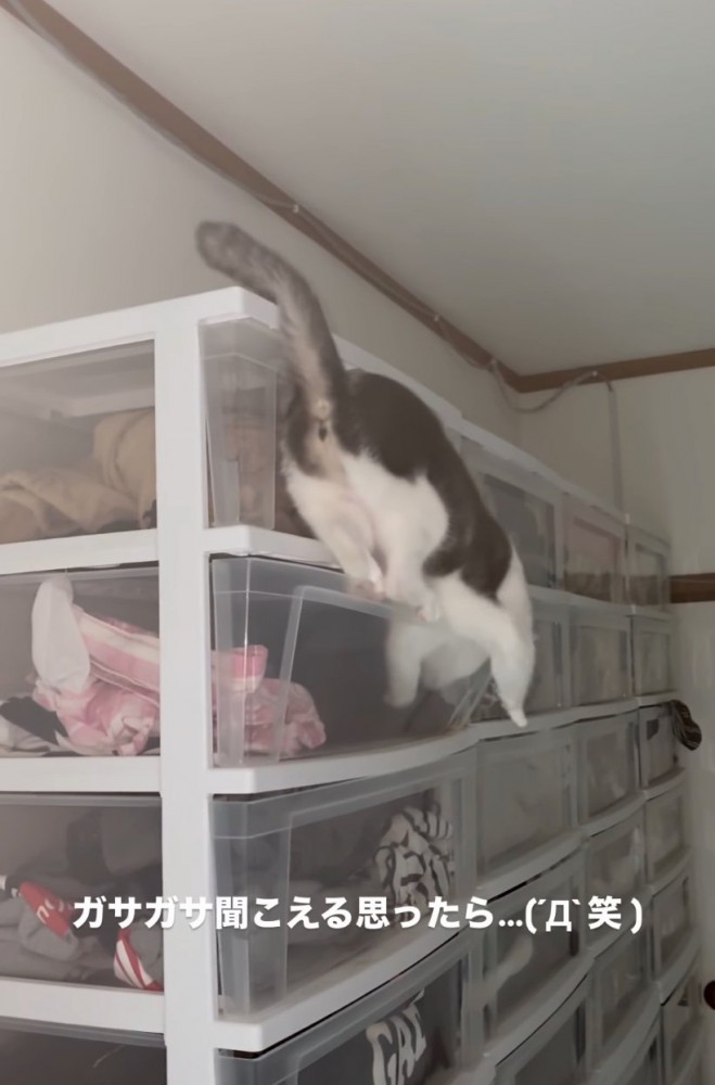 前足が落ちそうになる猫