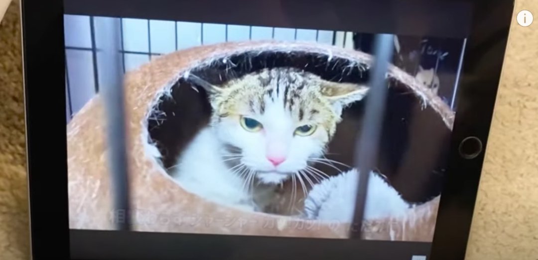 テレビに映る1匹の猫