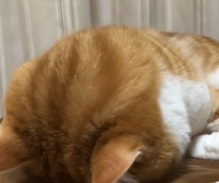 うつ伏せになっている猫(向かって斜め右側)