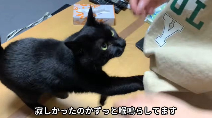 飼い主に足をかける猫